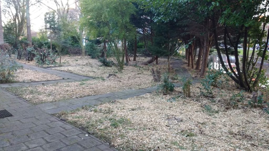 Tuin Liduinakerk na de snoeiwerkzaamheden